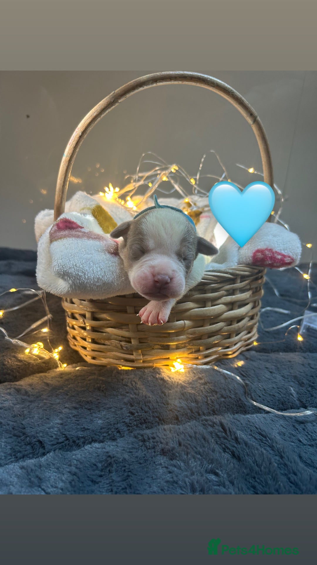 Olde English Bulldogge dogs for sale: STUNNING NEBBR OLDE ENGLISH BULLDOGGE PUPPIES in Epping - Image 13