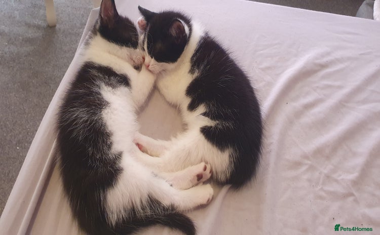 Domestic Shorthair cats - Advert 1