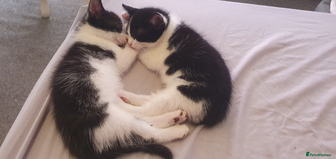 Domestic Shorthair cats for sale: One black/white kitten - Image 1
