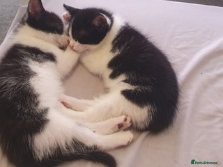 Domestic Shorthair cats - Advert 9