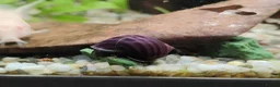 Snails fish for sale: Mystery Snails - Advert 7