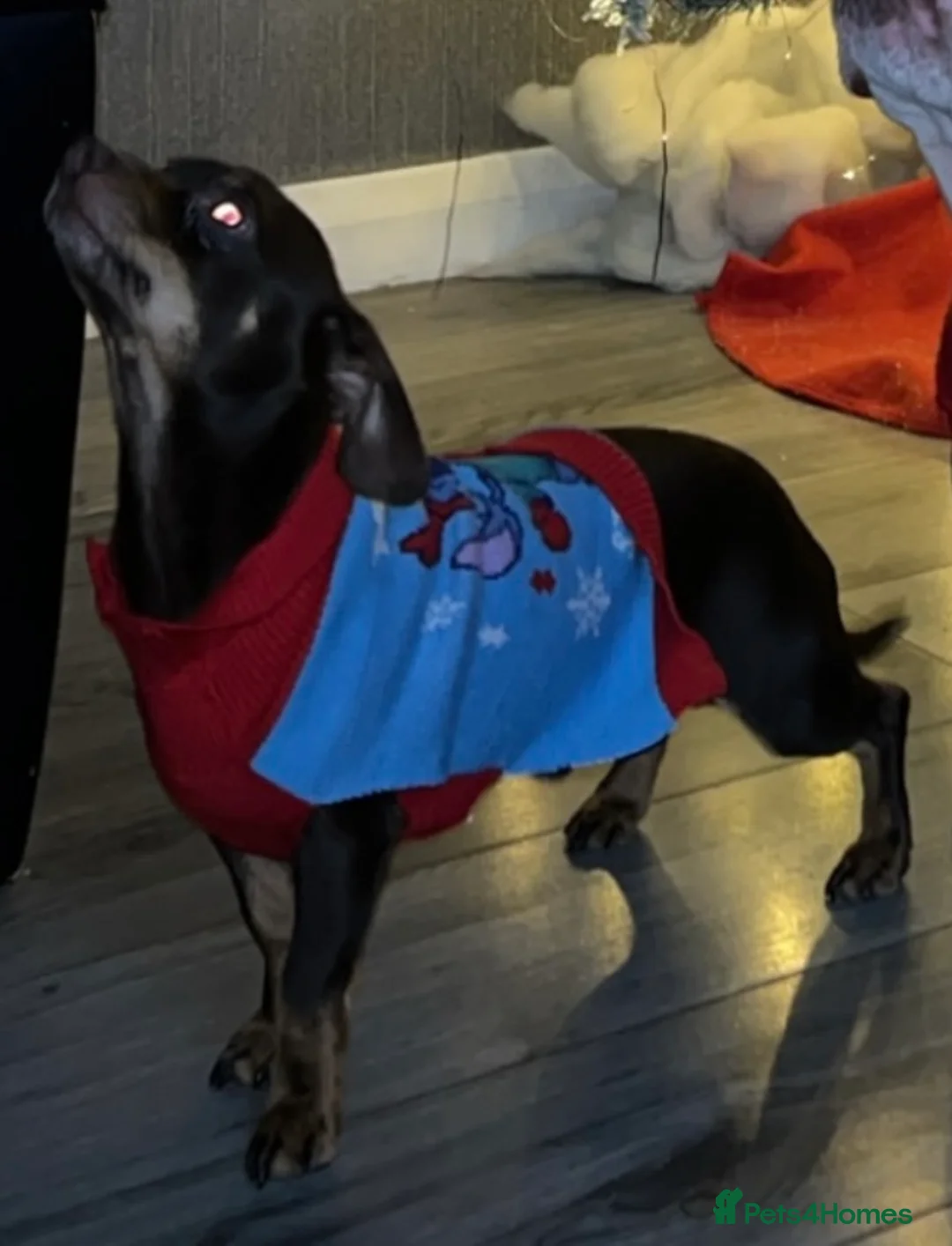 Chiweenie dogs for sale: Chiweenie in Liverpool - Advert 5