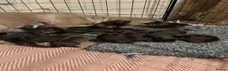 Presa Canario dogs for sale: Presa Canario Puppies Availale  - Advert 4