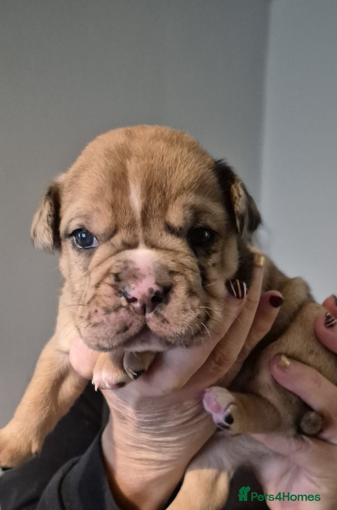 Olde English Bulldogge dogs for sale: Olde English bulldogge puppys - Advert 9