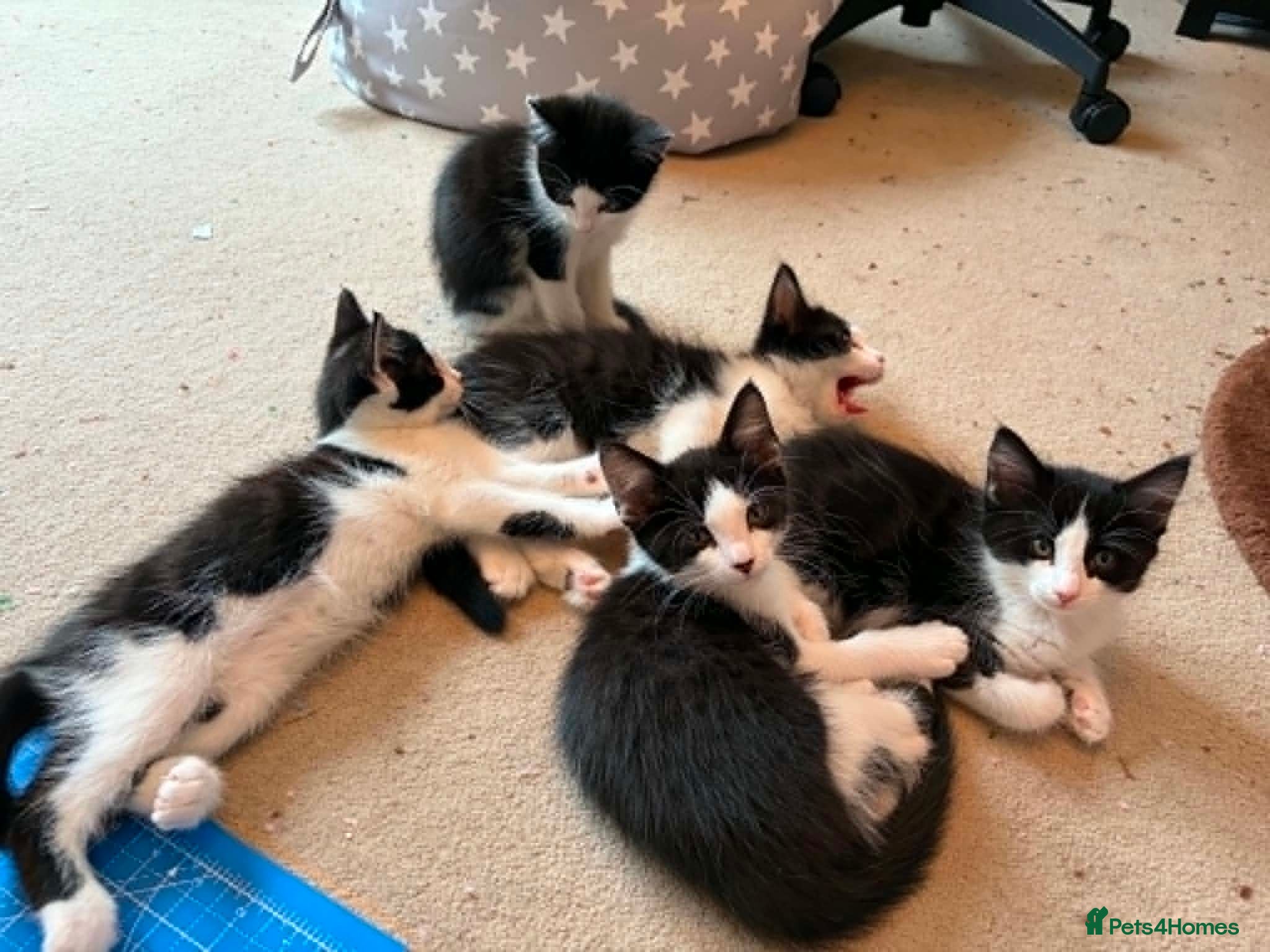 Domestic Shorthair cats Gorgeous Fluffy Black & White Kittens - READY NOW! - Advert 1