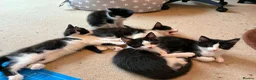 Domestic Shorthair cats for sale: Gorgeous Fluffy Black & White Kittens - READY NOW! - Advert 1