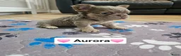 French Bulldog dogs for sale: French bulldog pups - Advert 8