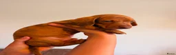 Dachshund dogs for sale: Miniature dachshund dapple boy and caramel girl - Advert 5