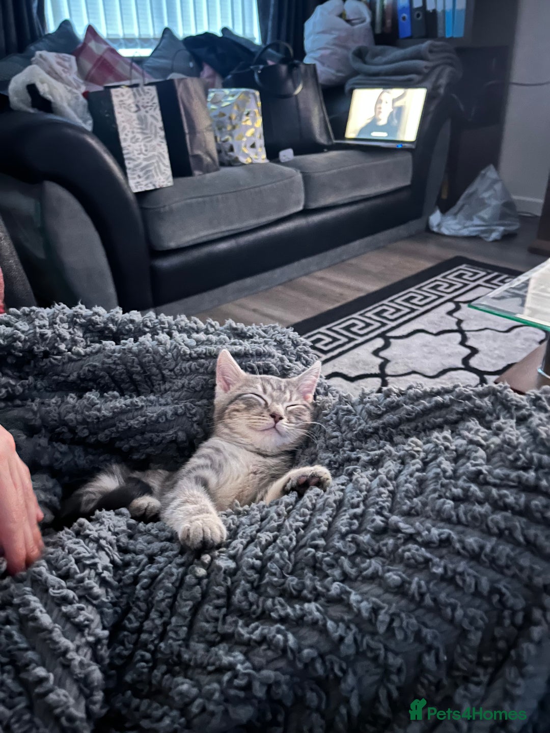 American Shorthair cats for sale: 16 weeks old kitten - Advert 9