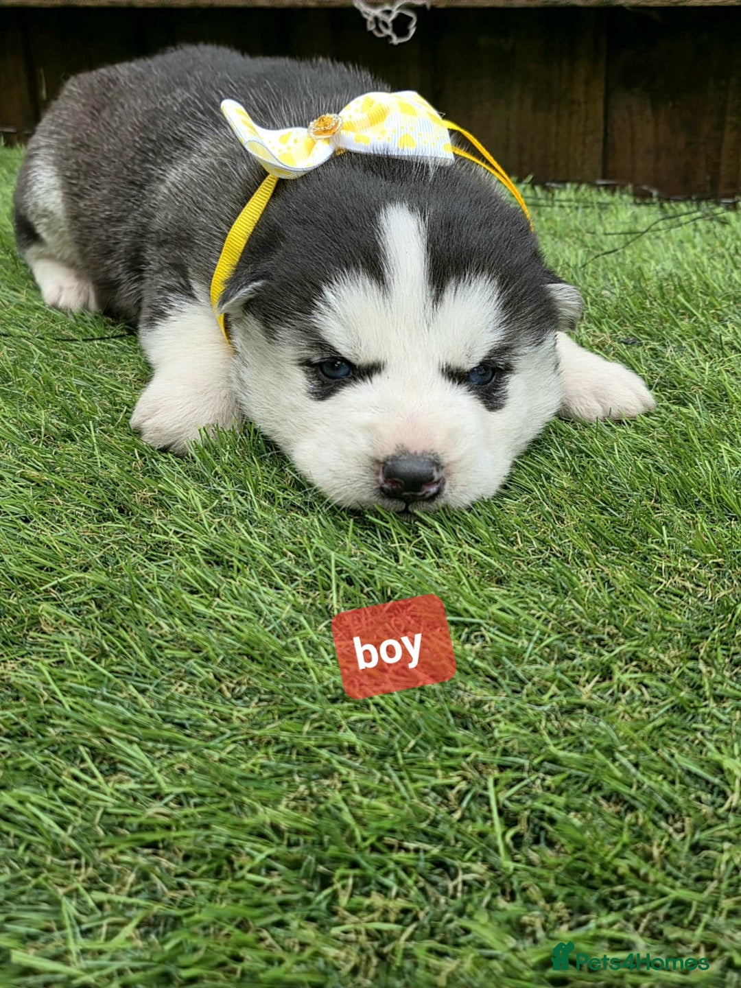 Siberian Husky dogs for sale: Siberian husky puppies  - Advert 9