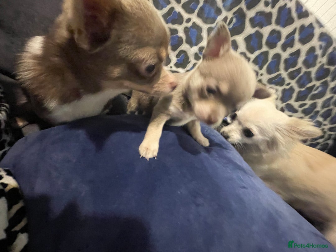 Chihuahua dogs for stud: Chihuahua stud in North Shields - Advert 7
