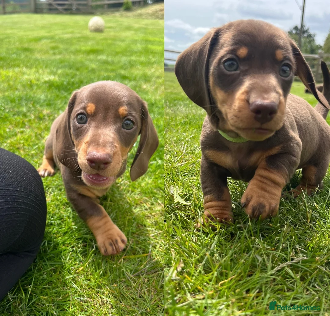 Miniature Dachshund dogs for sale: ⭐️ last boy left ⭐️ 🐶 ready to find his home ⭐️ - Advert 2