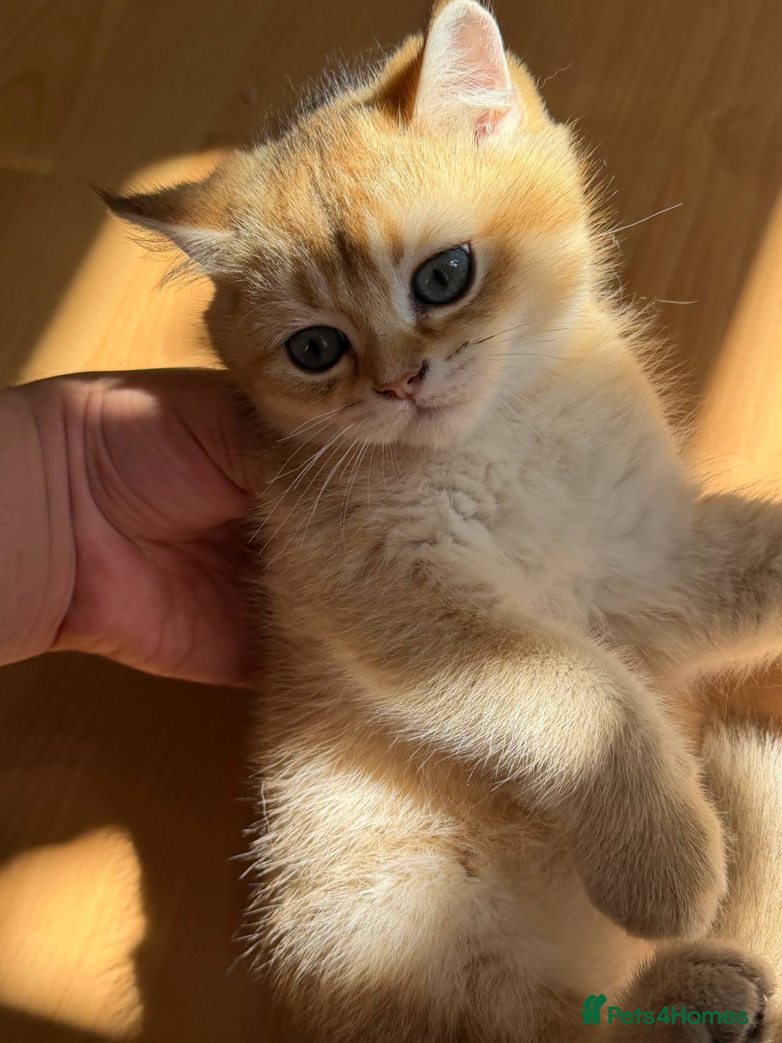 British Longhair cats 5 kittens ready for new family negotiate available - Advert 2