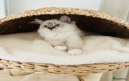 Ragdoll cats for sale: 💜GCCF Family Raised 💜 ragdoll kitten 🐾 - Image 21