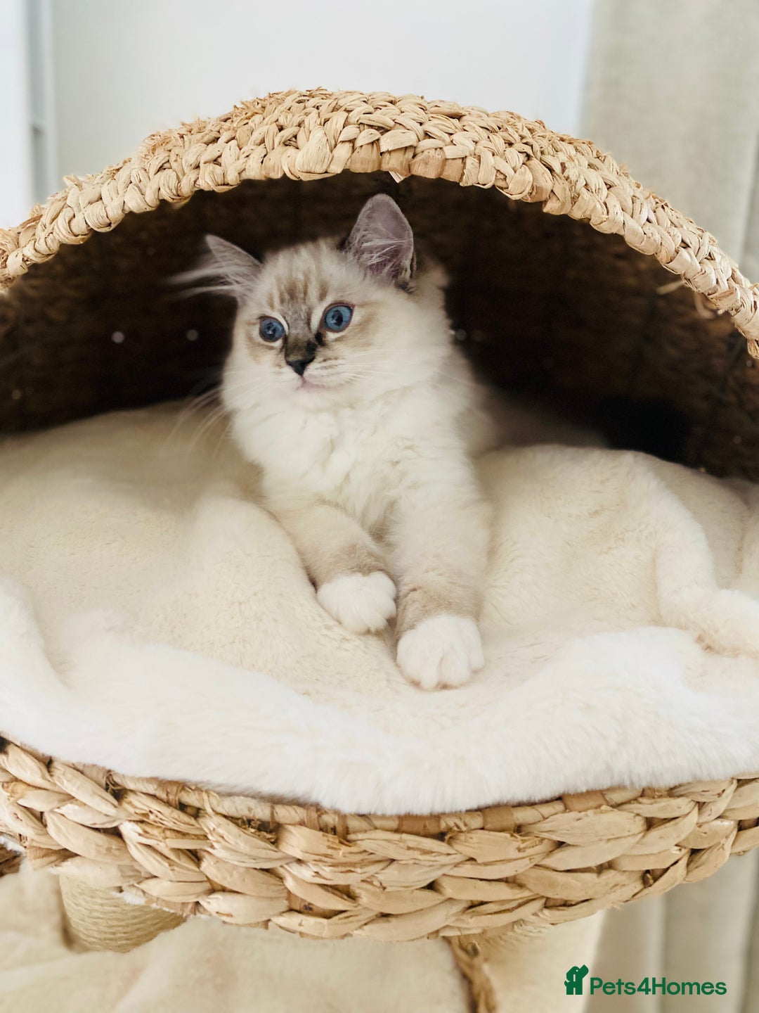 Ragdoll cats for sale: 💜GCCF Family Raised 💜 ragdoll kitten 🐾 - Image 21