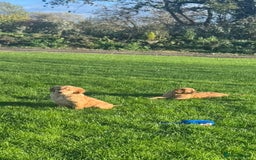 Golden Retriever dogs for sale: KC Registered Golden Retriever Puppies - Image 6