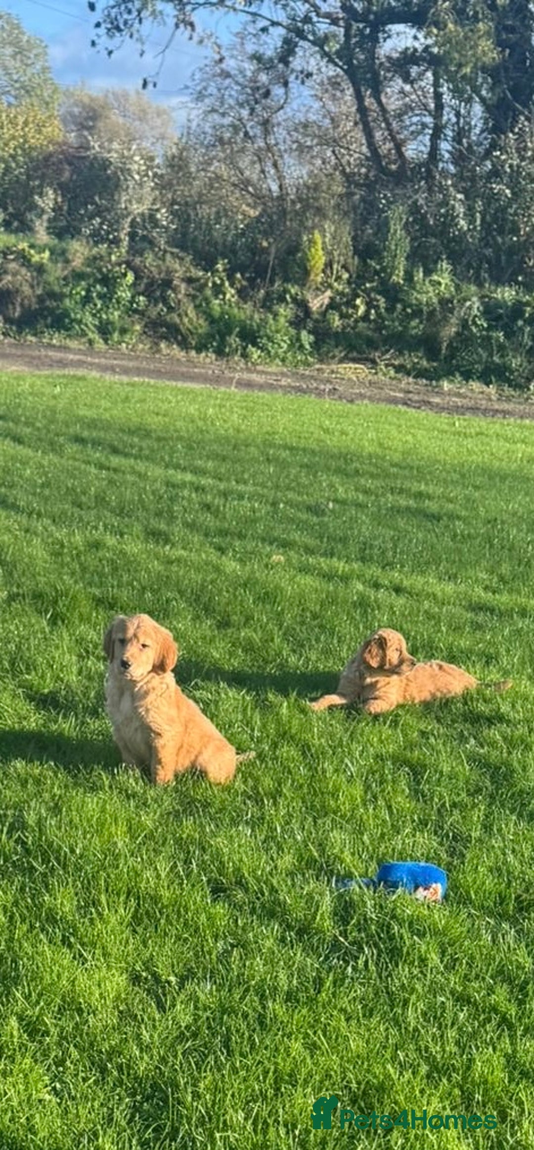 Golden Retriever dogs for sale: KC Registered Golden Retriever Puppies - Image 6