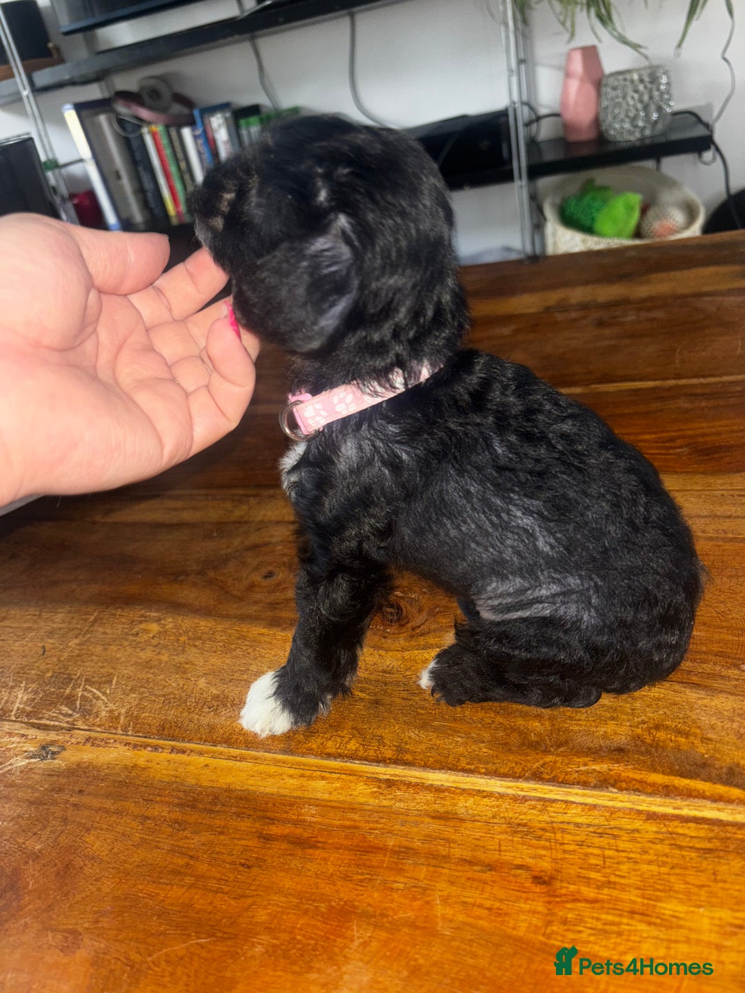 Chinese Crested dogs for sale: Last remaining Hairy Hairless Chinese crested girl - Image 1