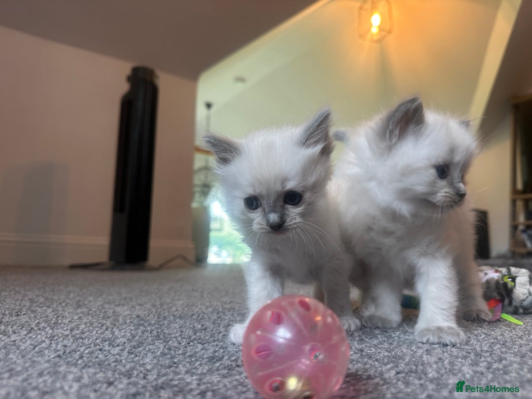 Ragdoll cats for sale: Ragdoll kittens  - Image 4