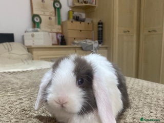 Mini Lop rabbits Cute mini lops for sale £75 - Advert 14