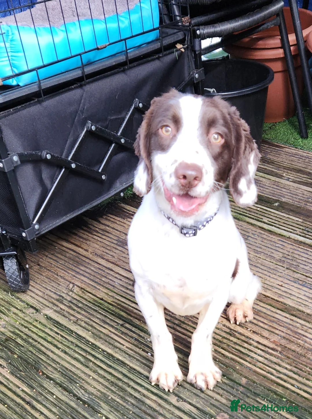 English Springer Spaniel dogs for sale: English springer  - Advert 1