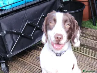 English Springer Spaniel dogs English springer - Advert 5