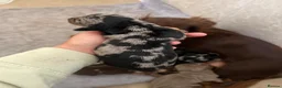 Dachshund dogs for sale: Beautiful dachshunds 3 girls 1 boys 🏡 - Advert 6