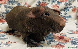 Guinea Pig rodents for sale: Skinny pig, werewolf and Baldwin breeder - Advert 6