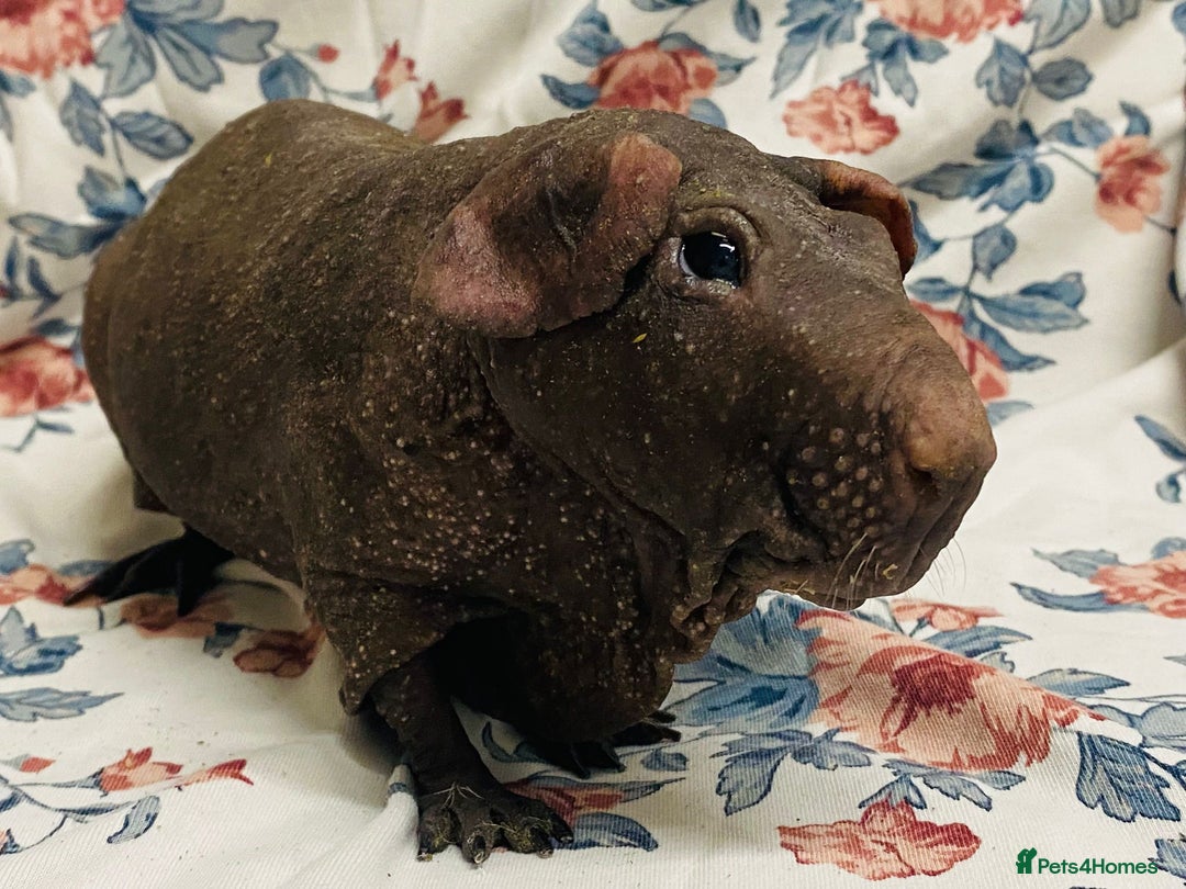 Guinea Pig rodents for sale: Skinny pig, werewolf and Baldwin breeder - Advert 6