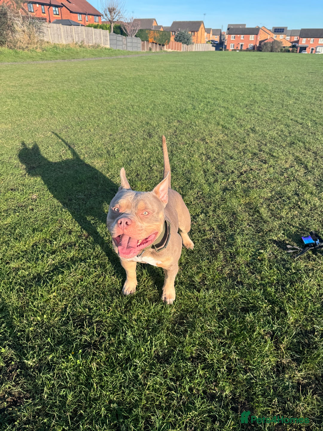 American Bully dogs for stud: 🐾BUGZY the ABKC american bully stud🐾 - Advert 1