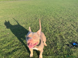 American Bully dogs 🐾BUGZY the ABKC american bully stud🐾 - Advert 2