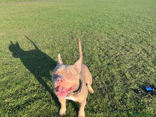 American Bully dogs 🐾BUGZY the ABKC american bully stud🐾 - Advert 2