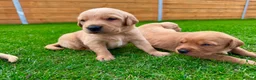 Goldador dogs for sale: Beautiful Golden Goldador Babies 🐾🐾🐾 - Advert 3