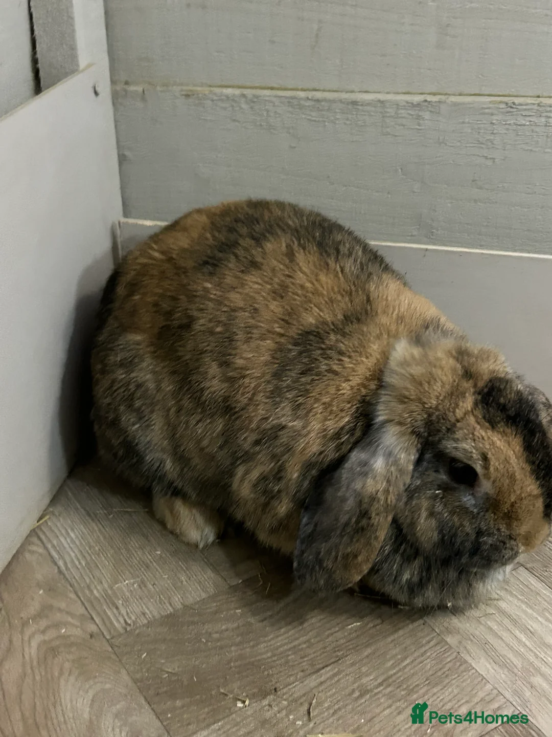 Mixed Breed rabbits for sale:  female rabbit pair  - Advert 6