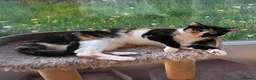 Domestic Shorthair cats for sale: Bonded pair of cats. Male and female in Newport - Advert 4