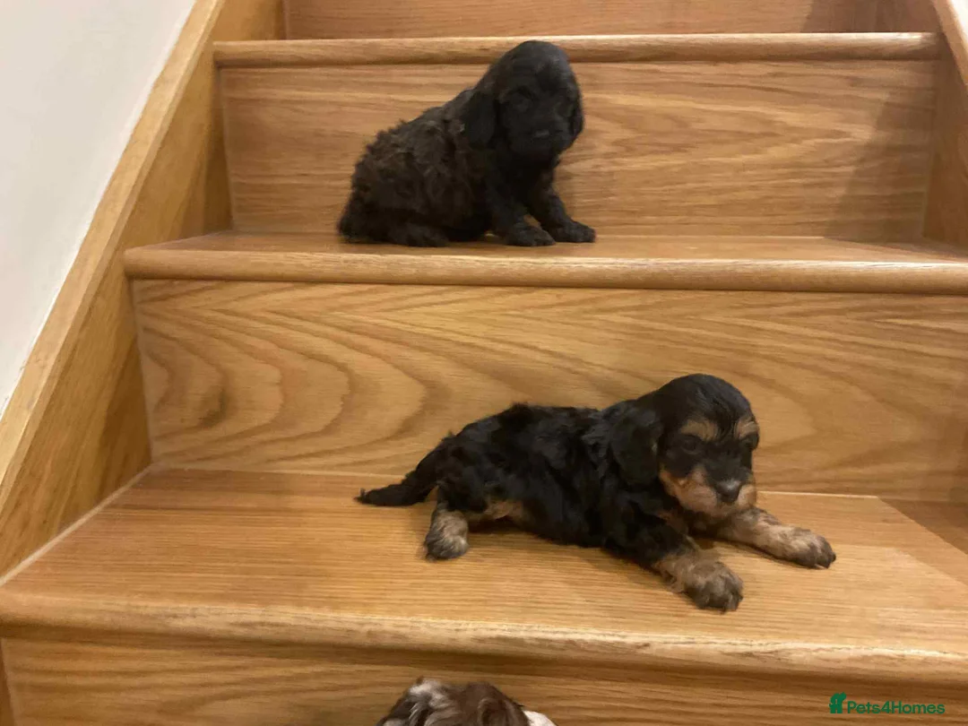 Cavapoo dogs for sale: Cavapoos f1 boys and girls  - Advert 8