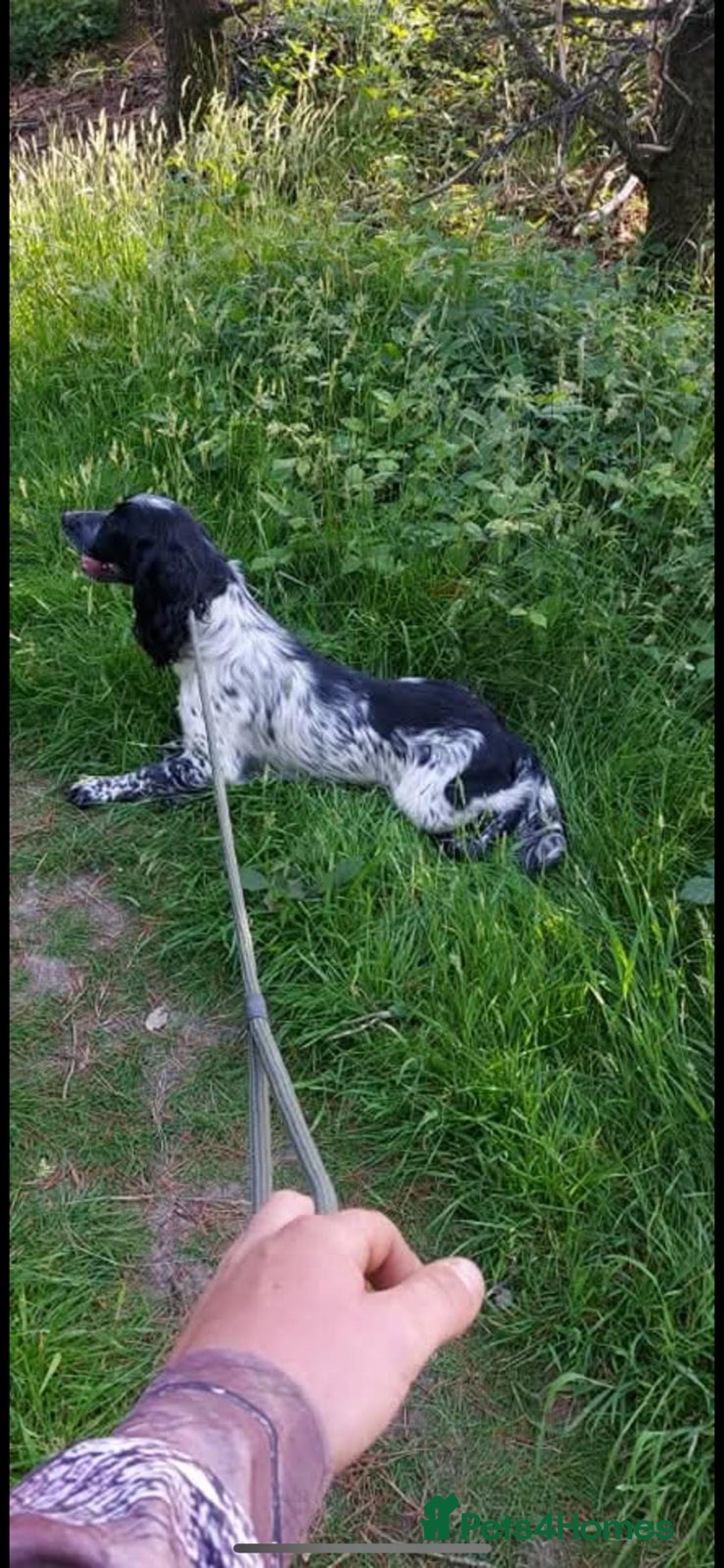 Cocker Spaniel dogs for sale: Cocker spaniel  - Image 2