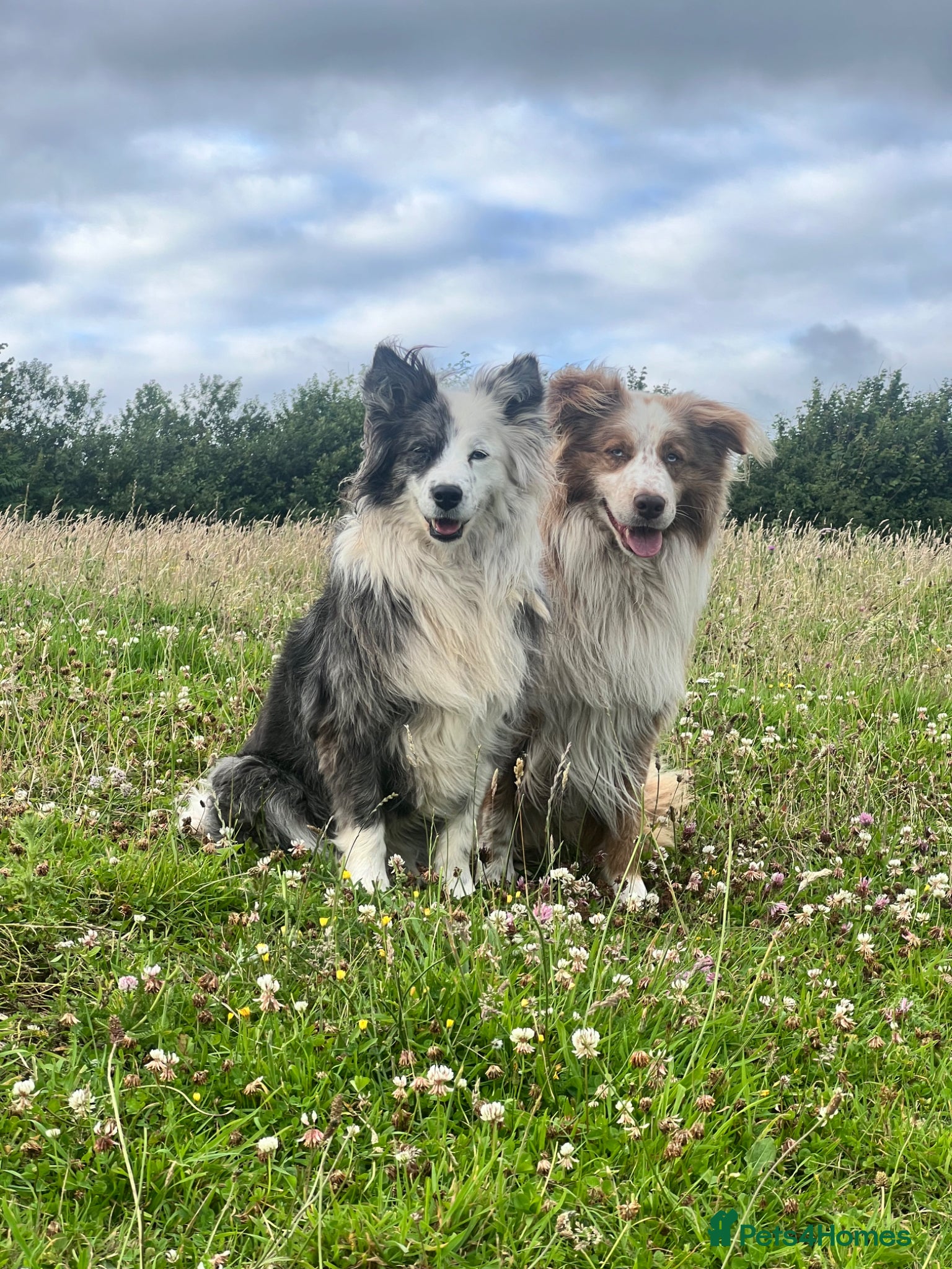 Border Collie dogs for adoption: *READ ATTENTIVELY*  New Home for 6YO Border Collie in Banbury - Advert 11