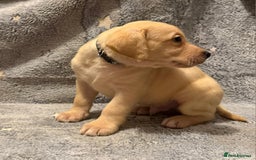 Labrador Retriever dogs for sale: Labrador retriever puppies  - Advert 8