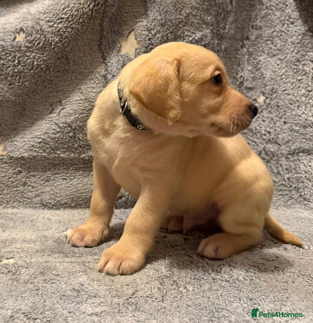 Labrador Retriever dogs for sale: Labrador retriever puppies  - Advert 8