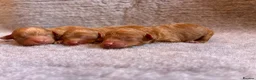 Cavapoo dogs for sale: MAHOGANY RED CAVAPOO PUPS  - Advert 3