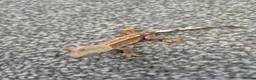 Gecko reptiles for sale: Female Crested Gecko - Advert 9