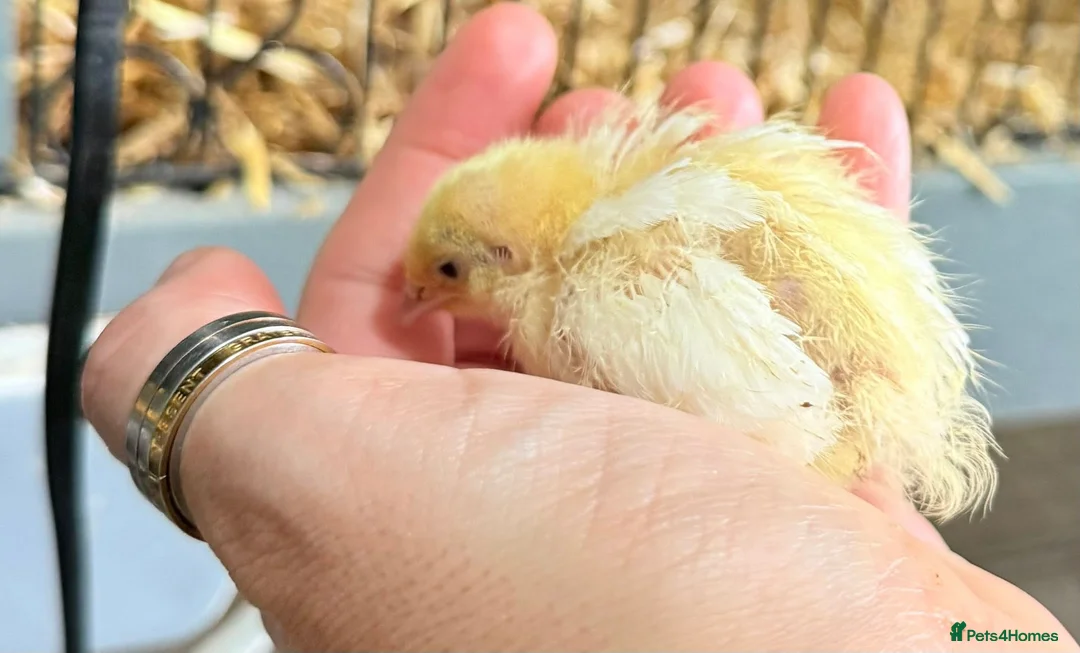 Quail poultry for sale: Coturnix Quail Chicks - Advert 4