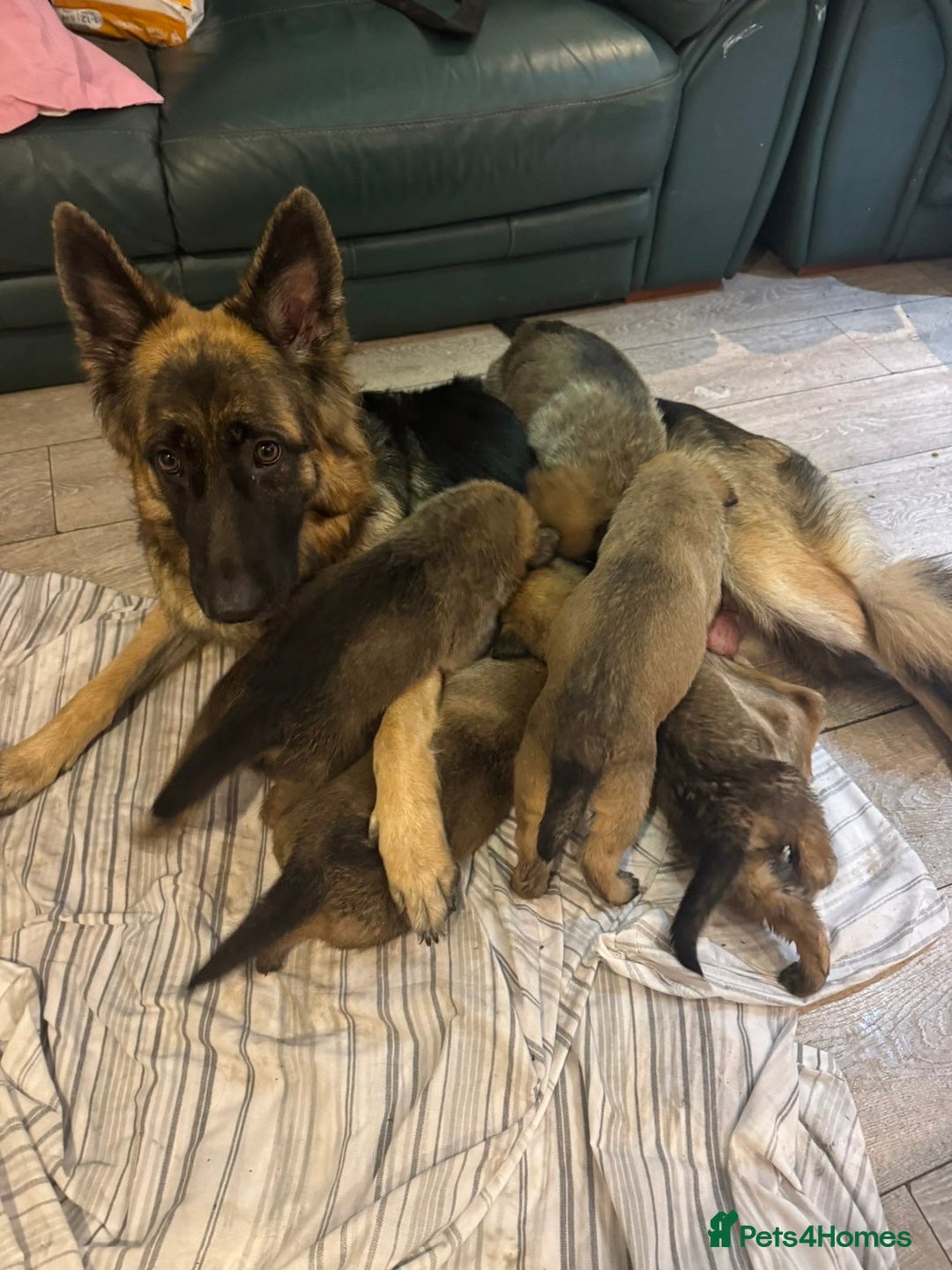 Mixed Breed dogs for sale: Belgian Malinois x German shepherd - Advert 1