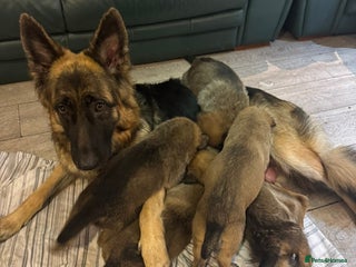 Mixed Breed dogs Belgian Malinois x German shepherd - Advert 2