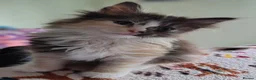 Norwegian Forest Cat cats for sale: Beautiful Norwegian Forest Kittens  - Advert 8