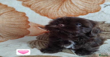Shih Tzu dogs - Advert 5