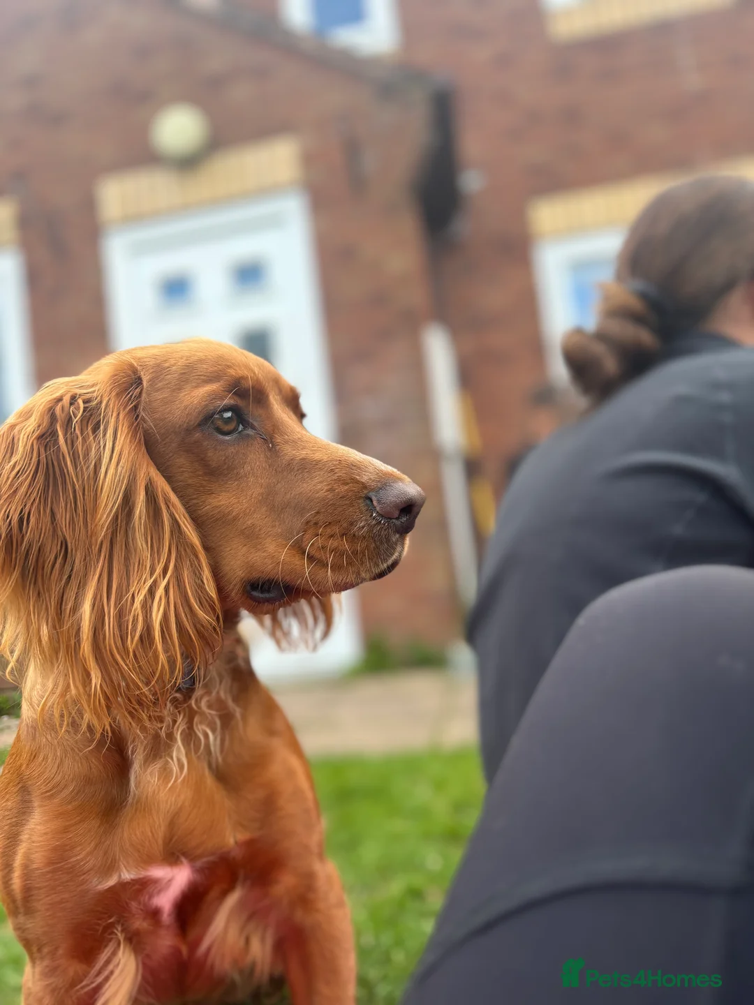 Cocker Spaniel dogs for sale: Juke  - Advert 10