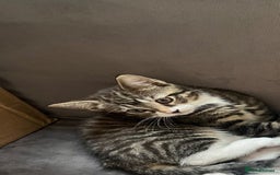 Mixed Breed cats for sale: Beautiful kitten looking for hime - Image 2
