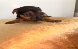 Jack Russell dogs for sale: One boy and one girl Jack Russell left  - Image 6